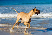 DOG 01 KH0075 01
Great Dane Running In Surf On Beach