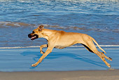 DOG 01 KH0076 01
Great Dane Running On Beach Profile