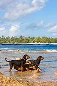 DOG 01 KH0077 01
French Polynesian Fishing Dogs Wading In Ocean By Rock