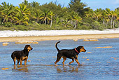 DOG 01 KH0078 01
French Polynesian Fishing Dogs Wading In Ocean