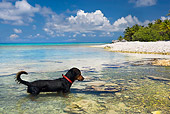 DOG 01 KH0079 01
French Polynesian Fishing Dog Wading In Ocean
