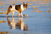 DOG 01 KH0080 01
French Polynesian Fishing Dog Wading In Ocean