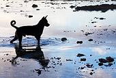 DOG 01 KH0081 01
Silhouette Of French Polynesian Fishing Dog Wading In Ocean