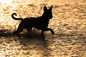 DOG 01 KH0082 01
Silhouette Of French Polynesian Fishing Dog Wading In Ocean