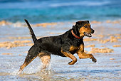 DOG 01 KH0084 01
French Polynesian Fishing Dog Running In Water On Beach