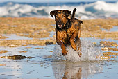 DOG 01 KH0085 01
French Polynesian Fishing Dogs Running In Water On Beach