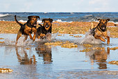 DOG 01 KH0086 01
French Polynesian Fishing Dogs Running In Water On Beach