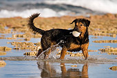 DOG 01 KH0088 01
French Polynesian Fishing Dog Standing In Water On Beach With Fish In Mouth