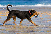 DOG 01 KH0089 01
French Polynesian Fishing Dog Wading In Water On Beach With Fish In Mouth