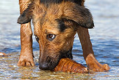 DOG 01 KH0090 01
Close-Up Of French Polynesian Fishing Dog Wading In Water On Beach Grabbing Sea Cucumber In Mouth