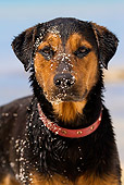 DOG 01 KH0091 01
Close-Up Of French Polynesian Fishing Dog On Beach With Sand On Face