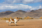 DOG 01 KH0092 01
Mongolian Shepherd Dog Running In Field By Mountains
