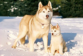 DOG 01 LS0001 01
Siberian Husky Mother With Puppy Standing On Snow By Shrub