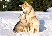 DOG 01 LS0002 01
Siberian Husky Mother With Two Puppies Standing On Snow By Shrub