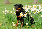 DOG 01 LS0021 01
Rottweiler Sitting On Grass By Daffodils