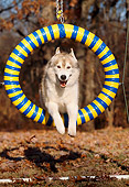 DOG 01 LS0024 01
Siberian Husky Jumping Through Ring Toward Camera By Woods