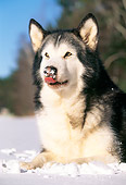 DOG 01 LS0025 01
Head Shot Of Alaskan Malamute Laying On Snow By Trees