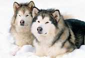 DOG 01 LS0026 01
Two Alaskan Malamutes Laying On Snow