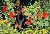 DOG 01 LS0028 01
Portrait Of Doberman Pinscher Laying Among Flowers