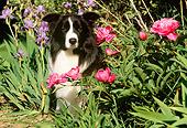 DOG 01 LS0029 01
Border Collie Sitting Among Flowers