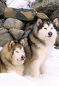 DOG 01 LS0031 01
Two Alaskan Malamutes Sitting On Snow By Stone Wall
