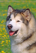 DOG 01 LS0032 01
Head Shot Of Alaskan Malamute Sitting On Grass