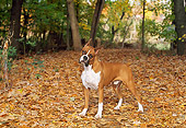 DOG 01 LS0034 01
Boxer Standing On Autumn Leaves In Woods