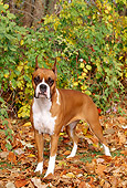 DOG 01 LS0035 01
Boxer Standing On Autumn Leaves In Woods