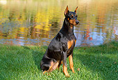 DOG 01 LS0039 01
Doberman Pinscher Sitting On Grass By Lake Autumn