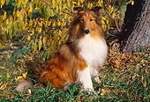 DOG 01 LS0042 01
Shetland Sheepdog Sitting On Grass By Autumn Shrubs