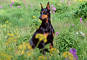 DOG 01 LS0043 01
Doberman Pinscher Sitting In Field By Yellow And Purple Flowers