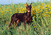 DOG 01 LS0044 01
Doberman Pinscher Standing In Field Of Yellow Flowers