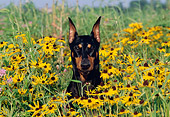 DOG 01 LS0047 01
Doberman Pinscher Sitting In Field Of Yellow Flowers