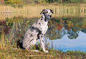 DOG 01 LS0056 01
Great Dane Sitting In Field By Pond
