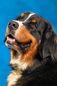 DOG 01 MQ0001 01
Portrait Head Shot Of Bernese Mountain Dog Blue Background
