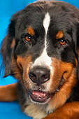 DOG 01 MQ0002 01
Portrait Head Shot Of Bernese Mountain Dog Blue Background