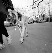 DOG 01 MQ0009 01
Bullmastiff On Leash Walking With Owner Manhattan New York