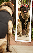 DOG 01 MQ0010 01
Humorous Bullmastiff Wearing Sunglasses And Vest Looking At Reflection In Mirror