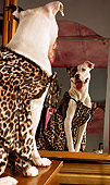 DOG 01 MQ0011 01
Humorous American Bulldog Wearing Dress Looking At Reflection In Mirror