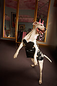 DOG 01 MQ0012 01
Humorous American Bulldog Wearing Dress Standing On Hind Legs Mirror
