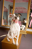 DOG 01 MQ0013 01
Humorous American Bulldog Sitting On Box By Mirror