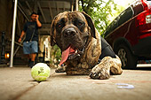 DOG 01 MQ0014 01
Humorous Bullmastiff Wearing Vest Laying On Driveway By Tennis Ball