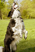 DOG 01 MQ0016 01
Border Collie Leaping To Catch Ball On Grass By Trees