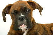 DOG 01 MR0010 01
Head On Close-Up Of Boxer Laying On White Seamless Studio