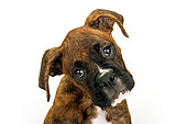 DOG 01 MR0014 01
Head On Close-Up Of Boxer Sitting On White Seamless Studio