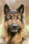 DOG 01 NR0005 01
German Shepherd