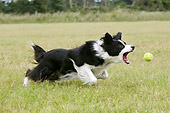 DOG 01 NR0010 01
Border Collie