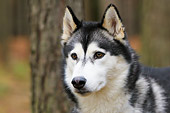 DOG 01 NR0014 01
Siberian Husky