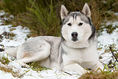 DOG 01 NR0015 01
Siberian Husky