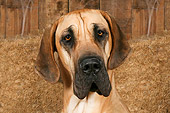 DOG 01 NR0017 01
Great Dane